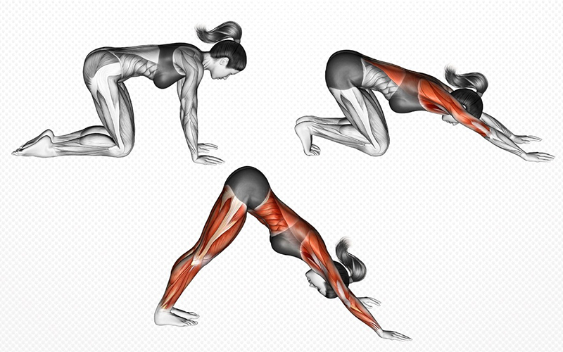 infino-yoga-cho-cui-mat-Downward-Facing-Dog-Adho-Mukha-Svanasana